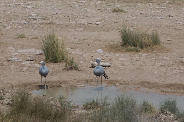 Foto blick auf vögel am strand