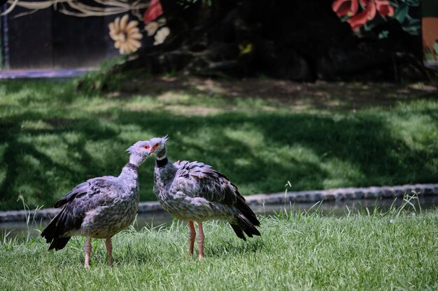 Foto blick auf vögel auf dem feld