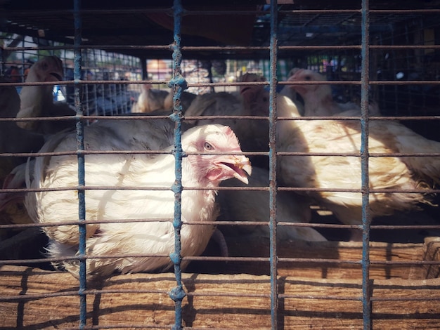 Foto blick auf vögel im käfig