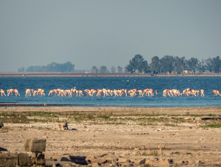 Foto blick auf vögel im see gegen himmel flamingos