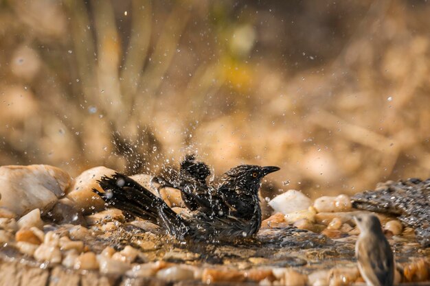 Foto blick auf vögel im wasser