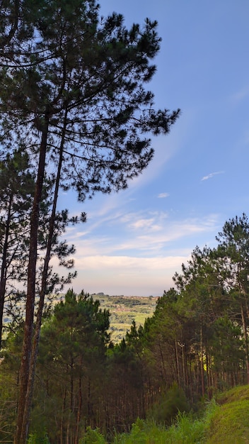 Blick auf Waldbäume von der Spitze des Hügels