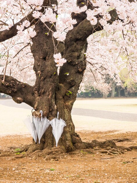 Foto blick auf weiße blüten am baumstamm