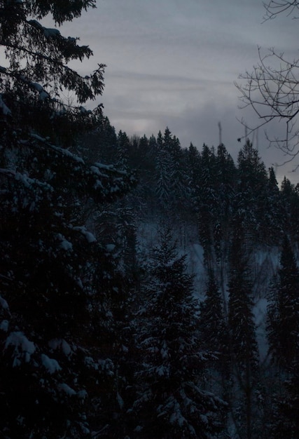 Foto blick auf wolken über einem wald von fichten im winter in den bergen