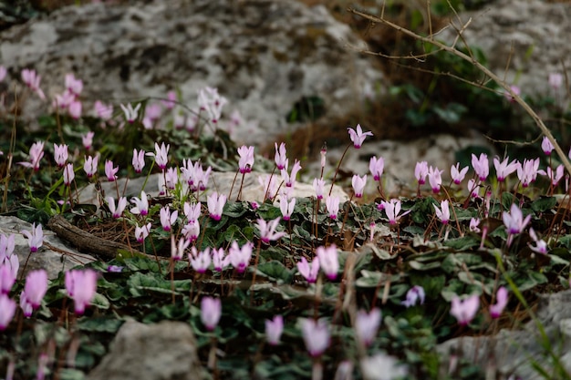 Blick auf wunderschöne Cyclamen graecum-Pflanzen, die in einem Garten wachsen