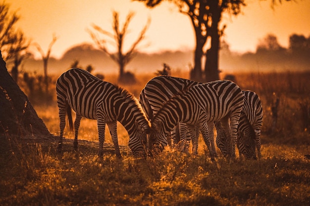 Blick auf Zebras in ihrem Lebensraum auf Safari im Okavanga Delta Botswana