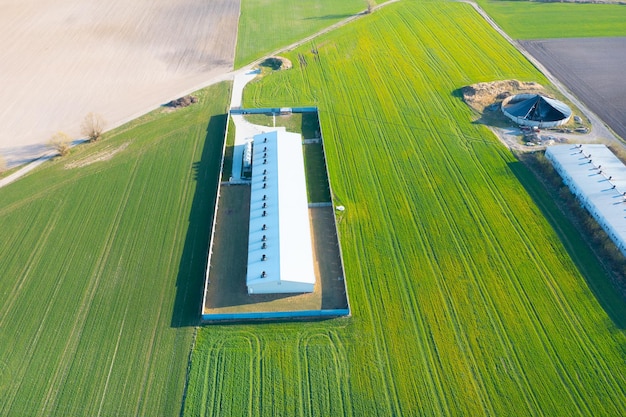 Blick aus der Höhe auf eine große Viehfarm Nebengebäude große Häuser im Feld