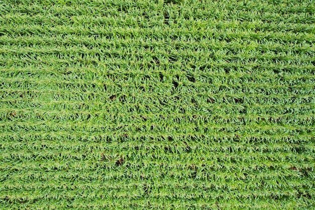 Blick aus der Vogelperspektive auf den Bauernhof wachsen Pflanzen schöne Landschaft