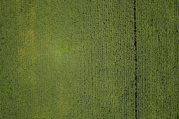 Blick aus der Vogelperspektive auf den Bauernhof wachsen Pflanzen schöne Landschaft