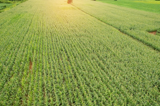 Blick aus der Vogelperspektive auf den Bauernhof wachsen Pflanzen schöne Landschaft