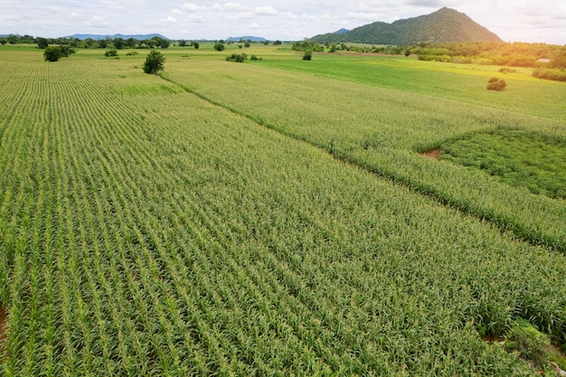 Blick aus der Vogelperspektive auf den Bauernhof wachsen Pflanzen schöne Landschaft