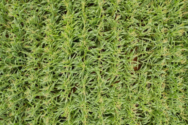 Blick aus der Vogelperspektive auf den Bauernhof wachsen Pflanzen schöne Landschaft