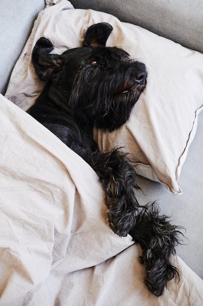 Blick aus der Vogelperspektive auf den schwarzen Schnauzer, der auf dem Sofa auf dem Kissen unter der Decke liegt und sich ausruht