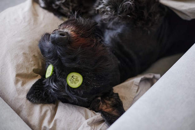 Blick aus der Vogelperspektive auf einen schwarzen Haushund, der mit einer Gurkenmaske auf den Augen auf dem Bett unter der Decke liegt