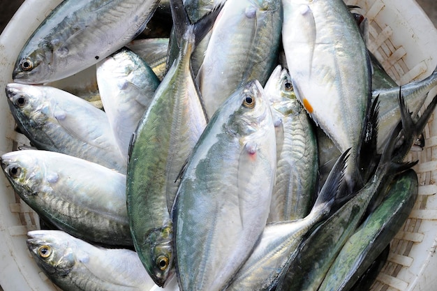 Blick direkt über den auf dem Fischmarkt ausgestellten Fischen