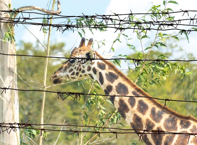 Blick durch den Stacheldraht auf Giraffen in einem Zoo-Safari-Park