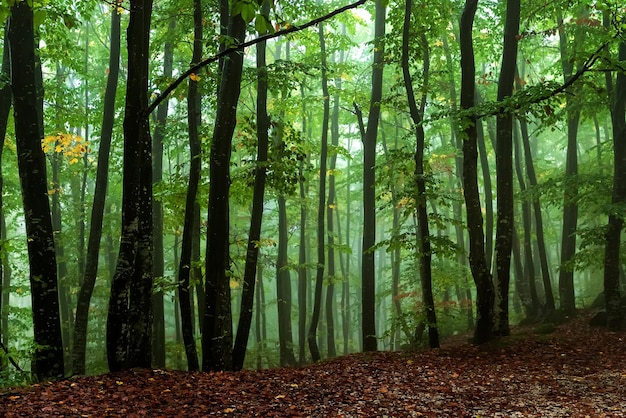 Blick in den nebligen Wald auf die Bäume. Malerische neblige Landschaft