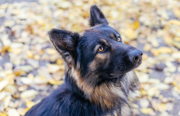 Blick in die Augen eines Deutschen Schäferhundes