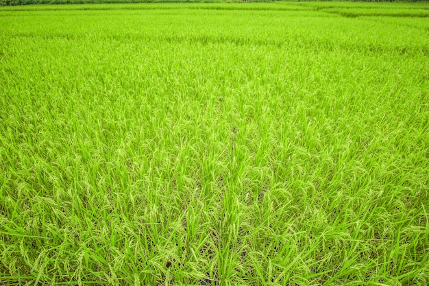 Blick in die Nähe von grünem Gras, Natur im Freien