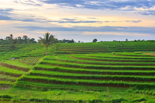 Blick mit grünen Reisterrassen bei Sonnenuntergang in Bengkulu, Indonesien