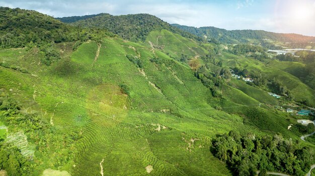 Blick über die Teeplantage in den Cameron Highlands Malaysia mit strahlend blauem Himmel