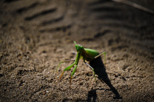 Blick und augengrünes Mantis-Insekt unter natürlichen Bedingungen vor Hintergrundsand