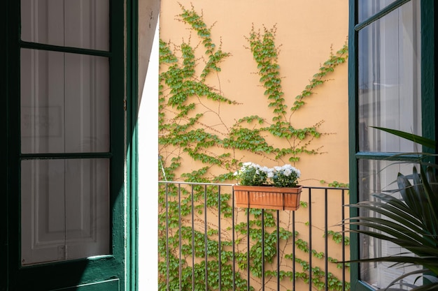 Blick vom Innenraum auf einen kleinen Balkon mit Zaun und Hausblumen mit Efeuwand an sonnigen Tagen