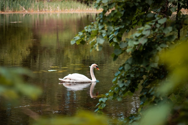 Blick vom Ufer des Sees auf den weißen Schwan auf dem Wasser, Zweige grüner Bäume im Vordergrund. Stattlicher schöner Vogel allein in der Natur, Sommersaison.