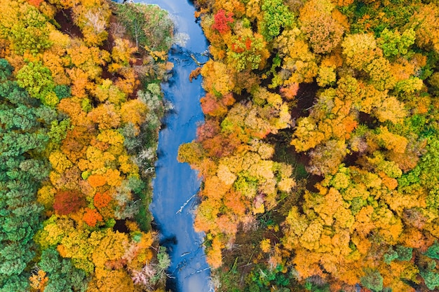 Blick von oben auf den Fluss und den bunten Wald in Polen