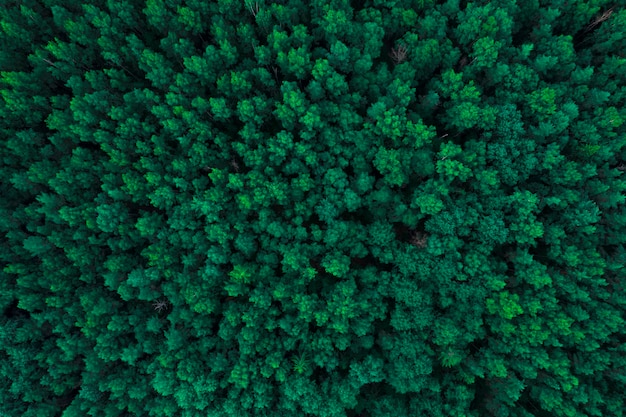 Foto blick von oben auf den regenwald. die textur dunkler bäume.