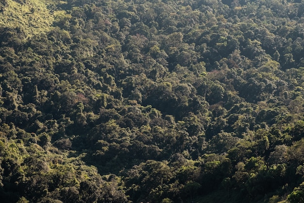 Blick von oben auf den tropischen Regenwald im Nationalpark