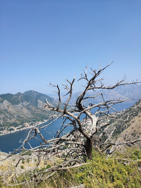 Blick von oben auf die Bucht von Kotor mit Meer und Bergen in Kotor Montenegro