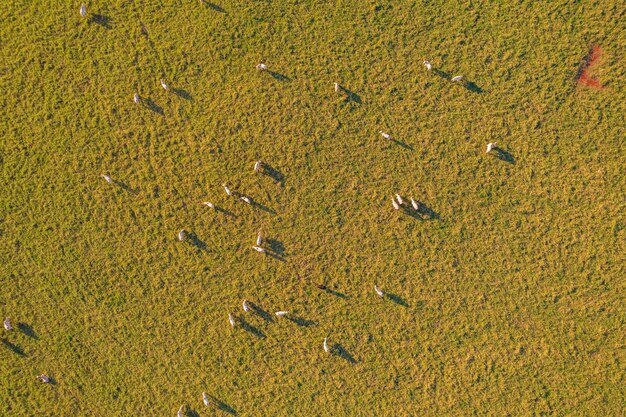 Blick von oben auf die Herde nelore Cattel auf der grünen Weide in Brasilien