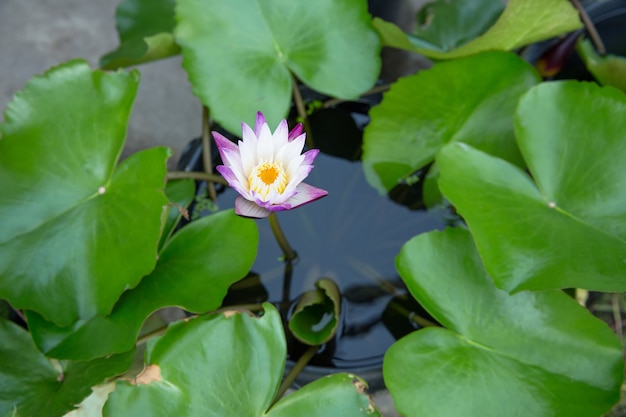 Blick von oben auf die Lotus- oder Wasserlilly-Blume, selektiver Fokus.