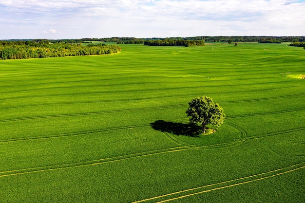 Blick von oben auf einen einsamen Baum mit Schatten auf einem grünen Feld und Wald im Hintergrund