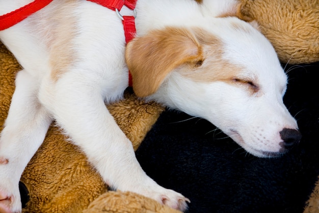 Blick von oben auf einen weißen und kleinen Haushund, der auf dem Teppich schläft.