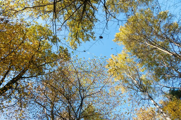 Blick von unten auf die Baumwipfel im Herbstwald Hintergrund des Herbstwaldes Bäume mit leuchtend farbigen Blättern Redorange-Bäume im Herbstpark Der langsame Prozess der Veränderung des Zustands der Natur