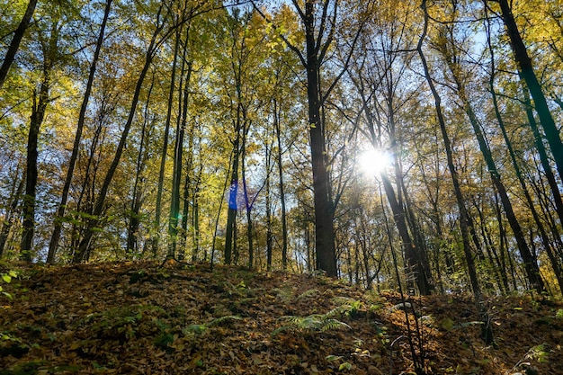 Blick von unten auf die Baumwipfel im Herbstwald Hintergrund des Herbstwaldes Bäume mit leuchtend farbigen Blättern Redorange-Bäume im Herbstpark Der langsame Prozess der Veränderung des Zustands der Natur