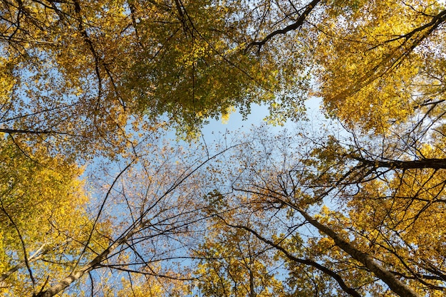 Blick von unten auf die Baumwipfel im Herbstwald Hintergrund des Herbstwaldes Bäume mit leuchtend farbigen Blättern Redorange-Bäume im Herbstpark Der langsame Prozess der Veränderung des Zustands der Natur