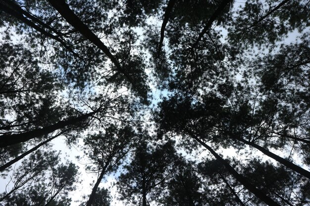 Blick von unten auf hohe alte Kiefern im immergrünen Urwald des indonesischen Naturreservats, Mitte