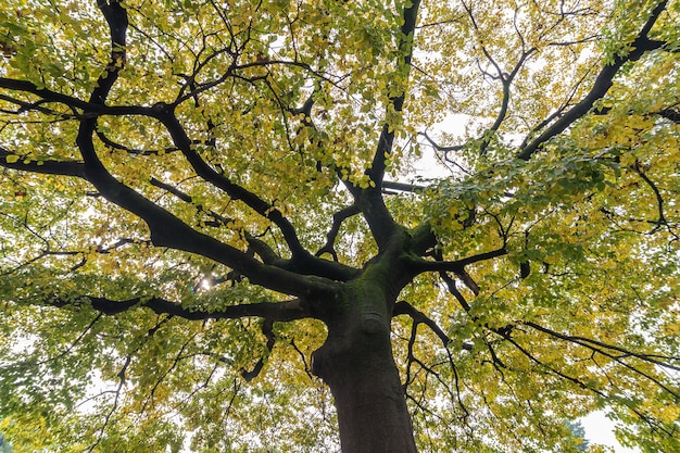 Blick von unten nach oben unter dem Gingko-Baum, der im Herbst gelb geworden ist