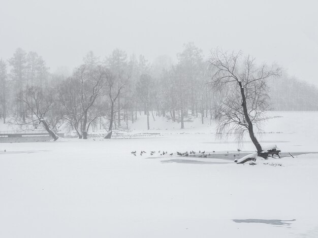 Blizzard en el parque de invierno. Árboles altos bajo la capa de nieve. Paisaje de invierno minimalista.