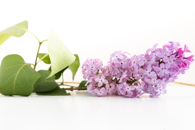 Bloc de notas limpio con flores lilas de primavera sobre fondo blanco de madera