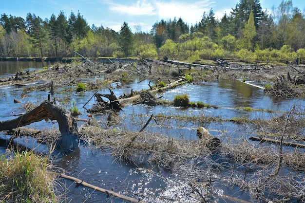 Blockade am Waldfluss