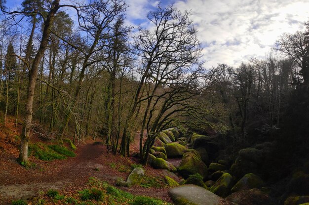 Foto blockfield en el bosque de huelgoat en bretaña