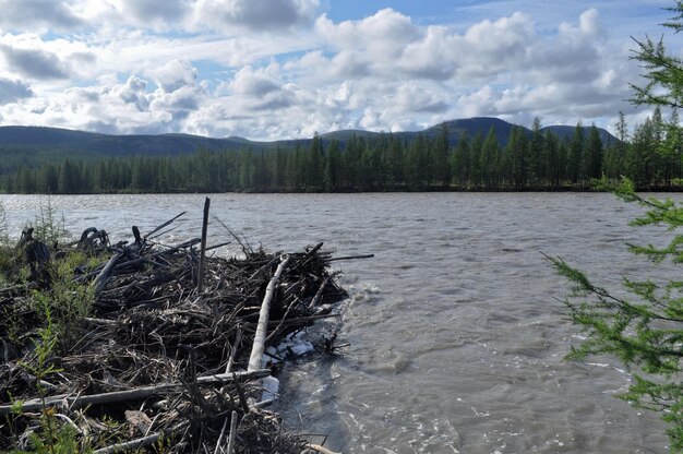 Blockierung von Baumstämmen auf dem Fluss Suntar