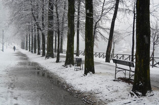 Foto blöde bäume auf schneebedecktem land