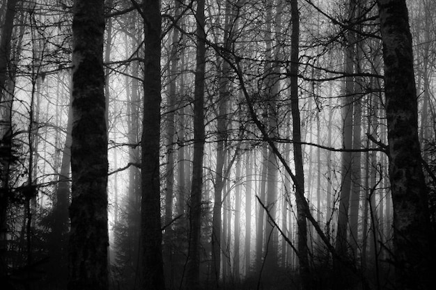 Blöde Bäume im Wald