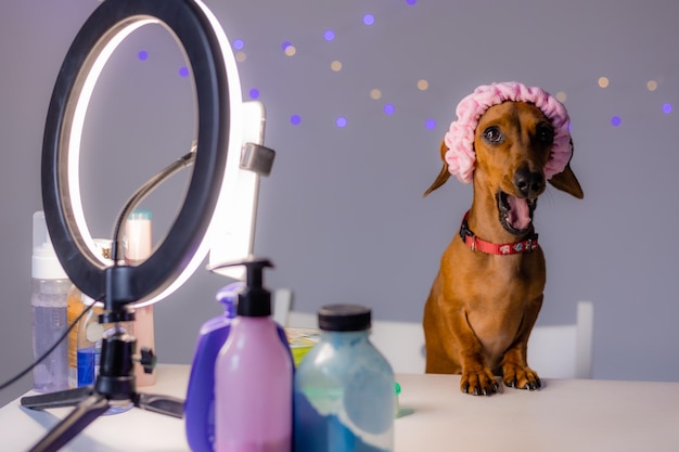 El blogger de belleza de un perro pequeño dachshund se para frente a una lámpara de anillo. descripción general de los cosméticos para el cuidado. la mascota del blogger. foto de alta calidad