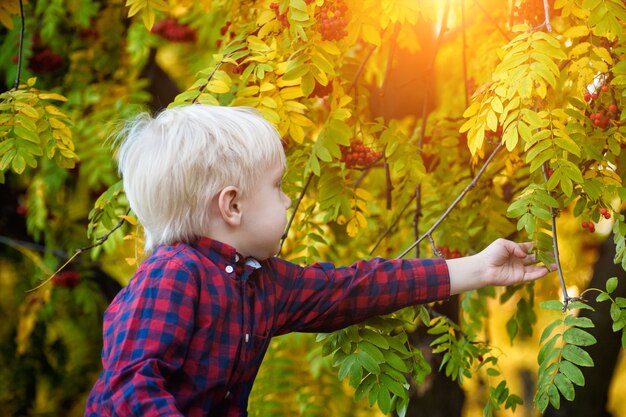 Blonder Junge in einem karierten Hemd berührt die Blätter der Eberesche. Herbst, gelbe Blätter